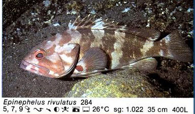 Epinephelus rivulatus